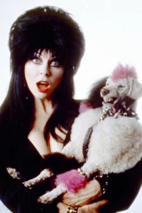 Póster de Elvira: Mistress Of The Dark Cassandra Peterson Caniche Perro 24X18 - Imagen 1 de 1