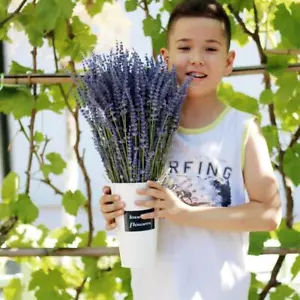 Bunch of Natural Dried Lavender Flower Bouquet For Wedding Party *1 K3G2 - Picture 1 of 12