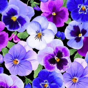 Tela de edredón de algodón con flores grandes Timeless Treasures Pansy Perfection por yarda - Imagen 1 de 4