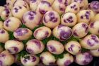 Blue Bella Potato - TPS echte Kartoffelsamen - selten - 10 Samen