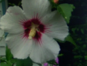 50+ White/Red Center Rose of Sharon Hibiscus Syriacus Seeds - Hardy Perennial - Picture 1 of 2
