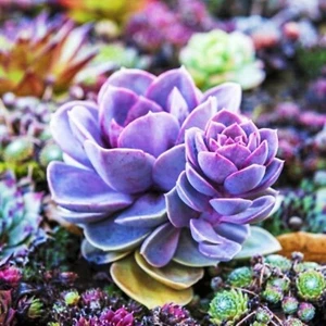 ===SUCCULENT== SS0070 Living Stones Flower Succulent Cactus Rare Succulent seeds - Picture 1 of 2