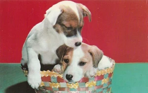 Vintage Postcard Fox Terrier Puppy Dogs in Colorful Basket Unused Dog Card - Picture 1 of 2