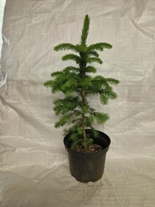 Norway Spruce, Picea Abies, Christmas Tree Plant in a 2 Litre Pot - Picture 1 of 3