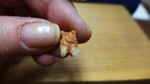GEOLOGICAL ENTERPRISES Pleistocene fossil tooth in jaw matrix Macropus giganteus - Picture 1 of 7
