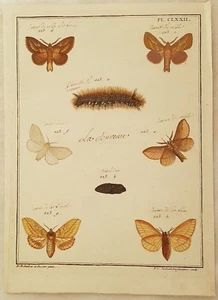 Bureau Falene Farfalle Incisione Moths Butterflies Acquarellata Fine 1700 - Picture 1 of 1