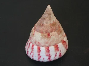 A Beauty...TECTUS ELATUS~46.9mm~Philippines SEASHELL - Picture 1 of 3