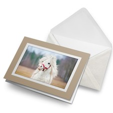 Greetings Card (Biege) - White Shetland Pony Animals Pets Cute  #8337