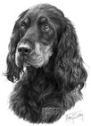 Gordon Setter Large Superb Quality Giclee Print by Mike Sibley, Collectable