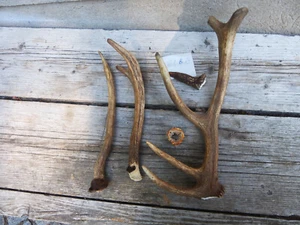 4 x Red Deer Sticks / Antlers / Snack for Dogs / Decoration 21/8/24 - Picture 1 of 2