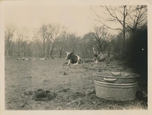 Snapshot Vintage Photo Farm Pasture Animals Cows Chickens Trees Tub Landscape - Picture 1 of 4