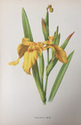 Antique Print Yellow Iris Wild Flower C1900 Botanical Botany Flowers