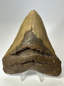 Megalodon Shark Tooth 5.17 inch - Big - Natural Fossil - Authentic - Real 17552 - Picture 1 of 8