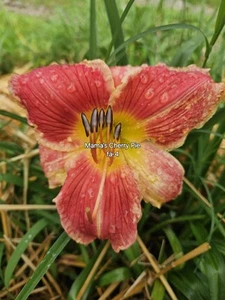 Mama's Cherry Pie Daylily - Picture 1 of 1