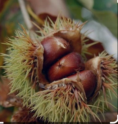 Lot of 50 Organic Hybrid Dunstan American Chinese Chestnuts Tree Seeds Edible!  - Image 1 of 3