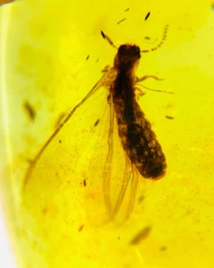 Burmese fossil burmite Cretaceous amber termite insect fossil amber Myanmar - Picture 1 of 5