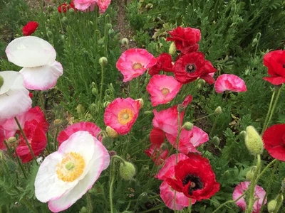 2,750 Shirley Double Mix Poppy Seeds – Pollinator Friendly Heirloom Flowers - Image 1 of 4