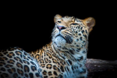 Fotografia com detalhe de rosto de leopardo decoração de parede legal pôster impressão arte 18x12 - Imagem 1 de 3