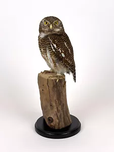 RARITÄT TRILLERKAUZ - Tierpräparat Präparat Taxidermy ausgestopft Eule mit HKN - Bild 1 von 8