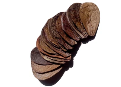 100 hojas de almendra india seca 5"" Catappa Ketapang para peces, camarones, acuario Foto 1 de 3