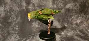 Turquoise Fronted Amazon Parrot Taxidermy Mount - Picture 1 of 10