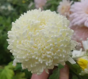 Stoakes Vanilla Chrysanthemum x 1 Plant - Perennial Cut Flowers Cottage Garden - Picture 1 of 6