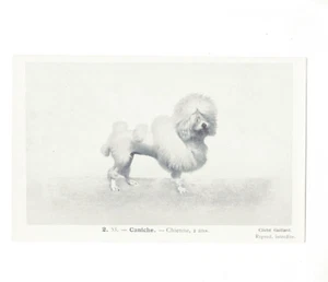 Caniche postal animales razas perros TA 2142 - Imagen 1 de 1