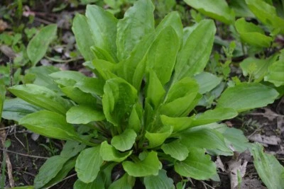 Plantain Herb Seeds 250+ Plantago Major Medicinal Perennial Heat Tolerant USA - Image 1 of 2