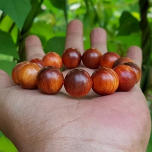 Schönes natürliches 16 mm rotes Agathis Alba Armband 14 Perlen König aus Holz #11 - Bild 1 von 7