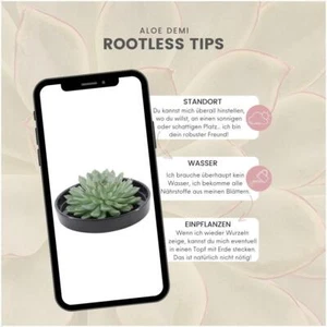 Rootless Echeveria Pulidonis IN Nera Ciotola Ø20 CM - Pratico Sukkulen - Foto 1 di 6