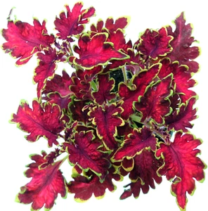 Buntnessel Malibu® Red Coleus Steckling mit Erdballen für Zimmer Kübel Balkon V. - Bild 1 von 3