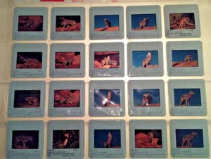 Lot40 CAYOTE Original Photo Slides by Professional Nature Photographer Utah & MT - Picture 1 of 13