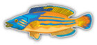 Cuckoo Wrasse Fish Car Bumper Sticker Decal -  ''SIZES''