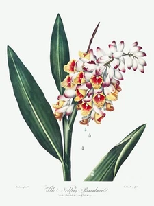 The Nodding Renealmia The Temple of Flora by Robert John Thornton Print Repro v1 - Picture 1 of 2