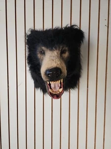 Reproduction Sloth Bear Shoulder Mount Taxidermy - Picture 1 of 5