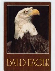 Postal águila calva - Imagen 1 de 2
