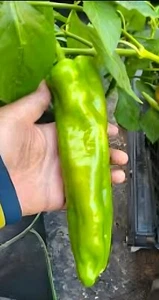 100ct Heirloom Giant Sweet Anaheim Chili Pepper Seeds - Super Mild Pepper 500shu - Picture 1 of 7