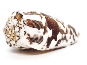 CONE Shell sea snail Seashell Beach Collectible Decor - Picture 1 of 1