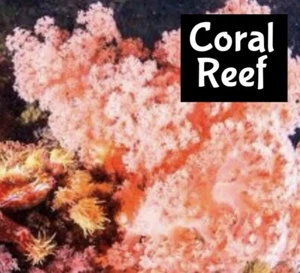 CORAL REEF Perfume Cologne EDP Body Splash Scrub Wash Lotion Fragrance Bath Oi - Picture 1 of 11