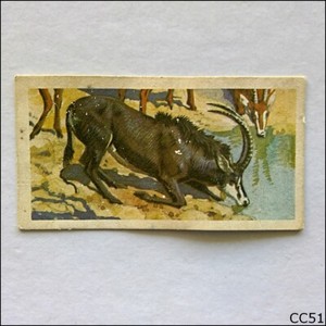 Brooke Bond Tea Card African Wild Life 1962 #37 Sable Antelope (B) (CC51)
