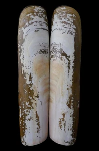 Solen grandis (pair) 140.8mm – Mikawa Bay, Aichi, Japan – GIANT - Picture 1 of 6