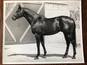 (4) Original 1971 Press Photo Racehorse "TUMBLE WIND" & 3 First Crop foals - Picture 1 of 11