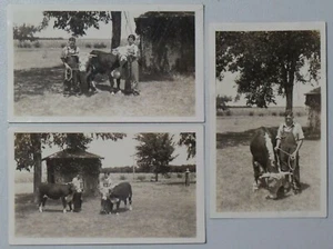 Lotto 3 fotografie epoca depressione in bianco e nero giovane uomo e donna con premio bestiame 9530 - Foto 1 di 6