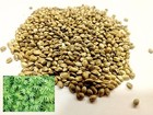 Natural Hemp seeds Organic seeds Vegan seeds 10oz 280gr Ecological