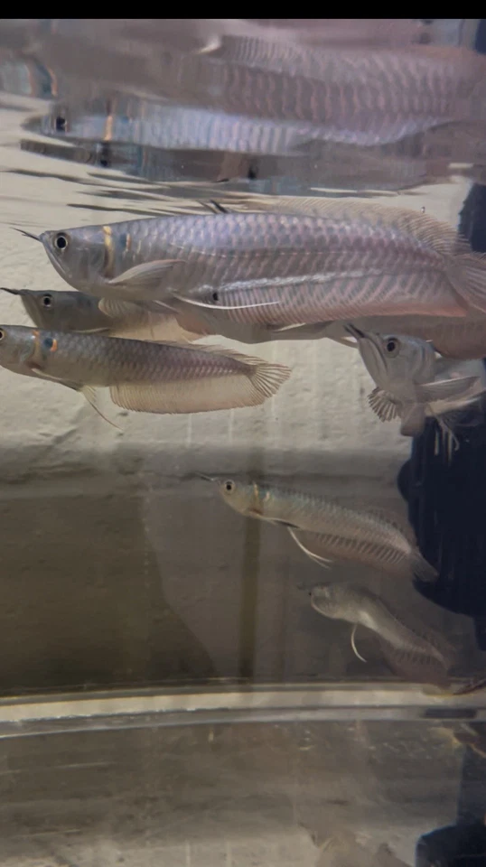 Peces tropicales vivos Silver Arowana “6-7 pulgadas” Foto 1 de 1