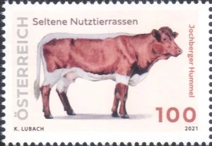 Austria 2021 Cows/Jochberger/Rare Breeds/Farming/Animals/Nature 1v (at1298a) - Picture 1 of 1