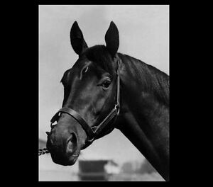 Citation Triple Crown Winner PHOTO 1948 Horse Race Racing Kentucky Derby