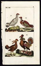 Antique Print-BIRD-HAZEL GROUSE-WILLOW PTARMIGAN-RUFFED-PLATE XII-Wilhelm-1810