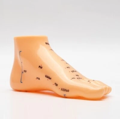 Equipo de enseñanza de medicina tradicional china modelo acupunto de pie humano Foto 1 de 2