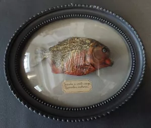 Kuriositätenkabinett Rahmen mit Fisch Piranha Pygocentrus Nattereri - Bild 1 von 5